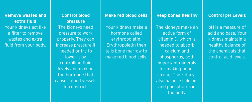 Role of the kidneys